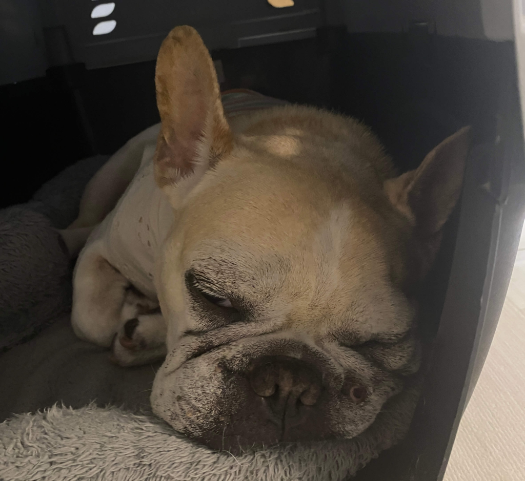 ハウスで寝るぽち